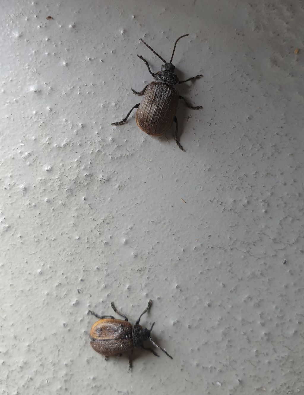 Invasione di piccoli coleotteri; stessa specie? S'', Chrysomelidae, Galeruca pomonae